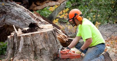 stump removal in Durham, NC