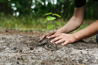 tree planting in Durham, NC