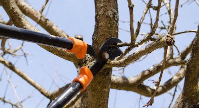 tree pruning in Durham, NC