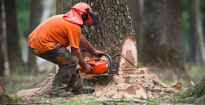 tree removal in Durham, NC