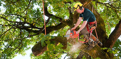 tree trimming in Durham